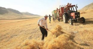 CHP'li vekil Aygun:TÜİK ’in buğdayı da tozpembe çıktı