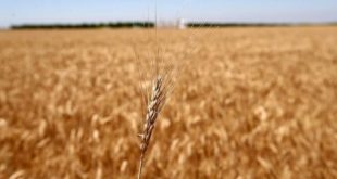 Savaşın ekonomiye etkileri: 15 milyon ton tahıl devre dışı kalabilir