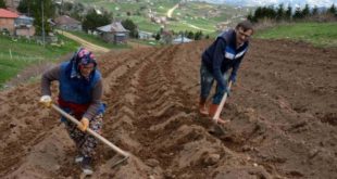 2 bin rakımlı yaylada patatesler toprakla buluştu