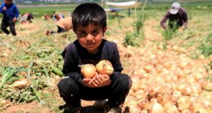 Adana ’da soğan fiyatıyla çiftçinin yüzünü güldürüyor