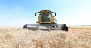 Buğday krizine yeni yol! Ukrayna'nın tahılı için Türkiye formülü