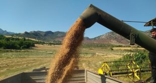 Çukurova'da buğday hasadı yapılıyor