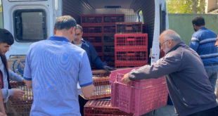 Eflani çiftçisine 2 bin 500 adet hindi ve tavuk civcivi dağıtıldı