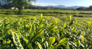 Lipton Doğu Karadeniz ’de çay hasadına başladı