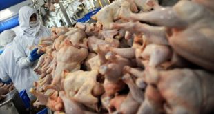 Tavuk eti üretimi yıllık yüzde 3 arttı