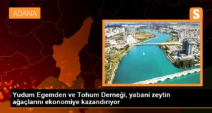 Yudum Egemden ve Tohum Derneği, yabani zeytin ağaçlarını ekonomiye kazandırıyor