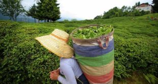 ÇAYKUR, mayıs ayında 92 bin ton çay aldı