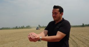 Çukurova'da yer fıstığı ekimi başladı