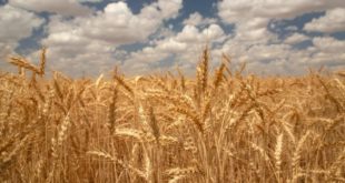 Ekmeklik buğday satışına ilişkin Tarım ve Orman Bakanlığı'ndan açıklama