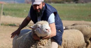 Gümüşhane ’de Fransa'dan gelen koyunlar talep görüyor