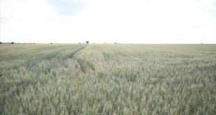 Kırklareli'de buğday tarlalarının yüzü gülmeye başladı