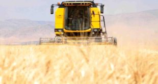 Mardin'de sulu tarım arazilerinde buğday rekoltesi sevindiriyor