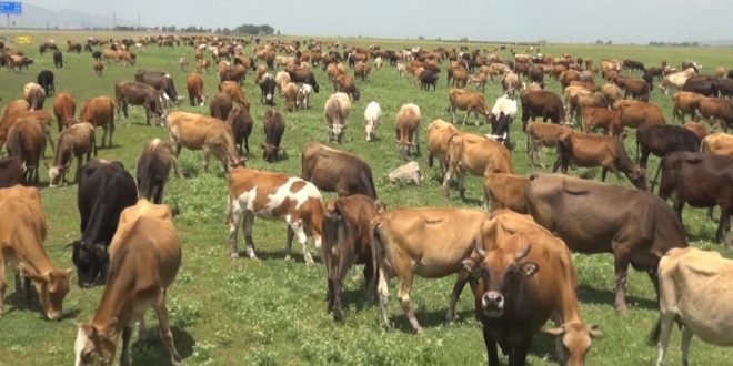 Muş'taki büyükbaşlar, yurda 10 milyar TL'den fazla katkı sağlıyor