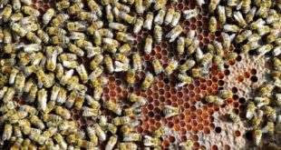 Şekerdeki kriz arıcılığa sıçradı: Binlerce arı telef oldu