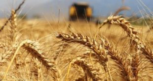 Türkiye Venezüela'da buğday üretecek