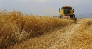 Arpa, buğday ithalatında dünyada ilk üçteyiz