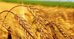 Çalıntı buğdayın gölgesinde tahıl krizi alarm veriyor