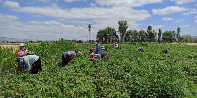 Tarım işçilerinden ücret isyanı